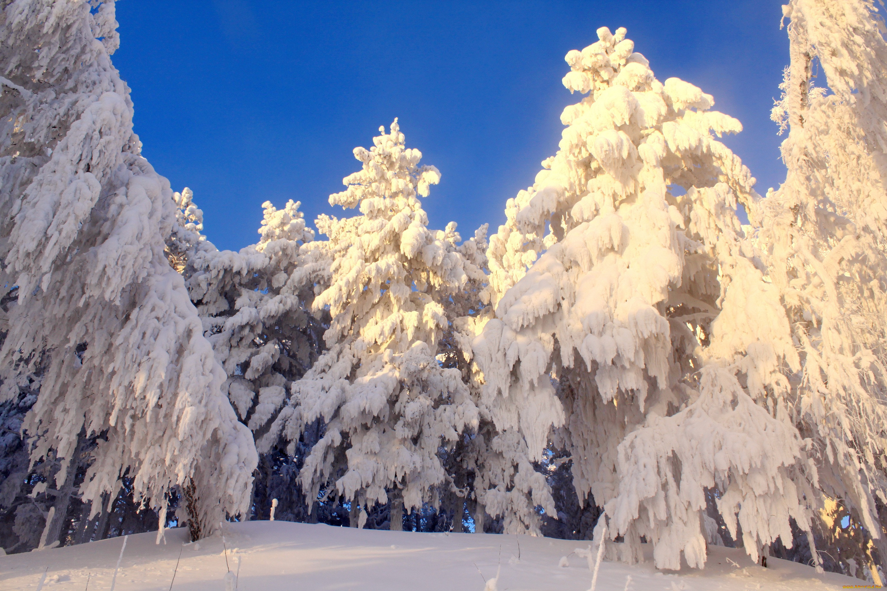 Снежная красота. Красота зимы. Сказочный зимний лес. Зимой в лесу. Зима снег.